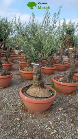 OLEA EUROPAEA-BONSAI 50/60 HT170/220 TERRINA