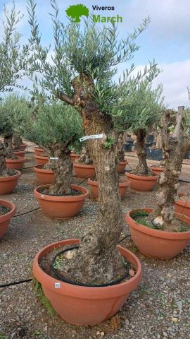 OLEA EUROPAEA-BONSAI 50/60 HT170/220 TERRINA