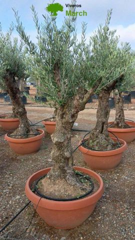 OLEA EUROPAEA-BONSAI 50/60 HT170/220 TERRINA