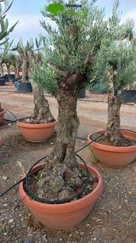 OLEA EUROPAEA-BONSAI 50/60 HT170/220 TERRINA