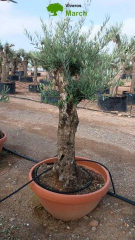 OLEA EUROPAEA-BONSAI 50/60 HT170/220 TERRINA