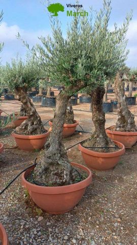 OLEA EUROPAEA-BONSAI 50/60 HT170/220 TERRINA