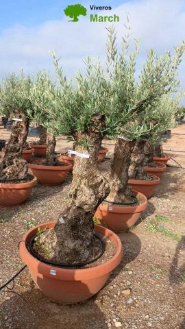 OLEA EUROPAEA-BONSAI 50/60 HT170/220 TERRINA