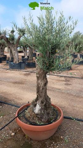 OLEA EUROPAEA-BONSAI 50/60 HT170/220 TERRINA
