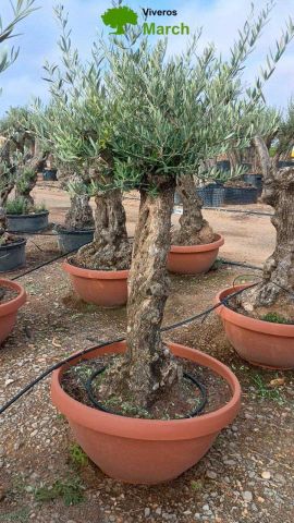 OLEA EUROPAEA-BONSAI 50/60 HT170/220 TERRINA