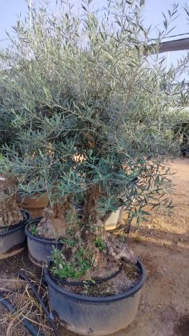 OLEA EUROPAEA-BONSAI 50/60 HT170/220 TERRINA
