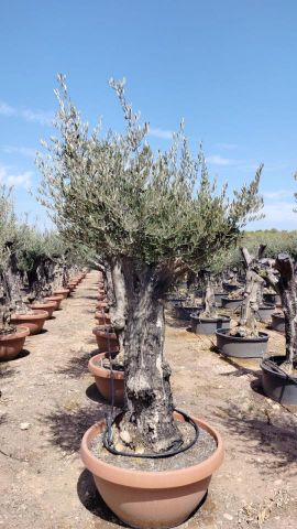 OLEA EUROPAEA BONSAI T90-160L 80/100 HT200/250