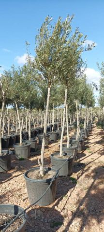 OLEA EUROPAEA COPA ALTA D30L TR12/14  HT220/250