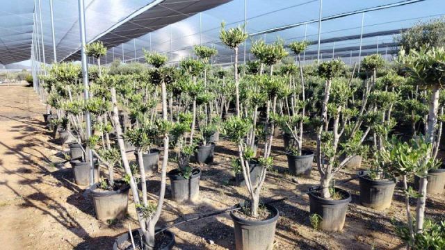 OLEA EUROPAEA D30L - 40cm HT140/160 PON PON