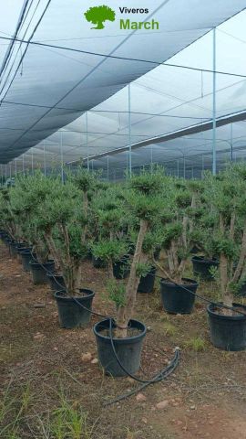 OLEA EUROPAEA D45L-Ø47cm HT160/+ POMPÓN