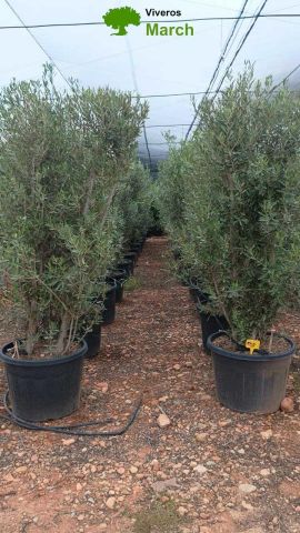 OLEA EUROPAEA D110L HT170/+