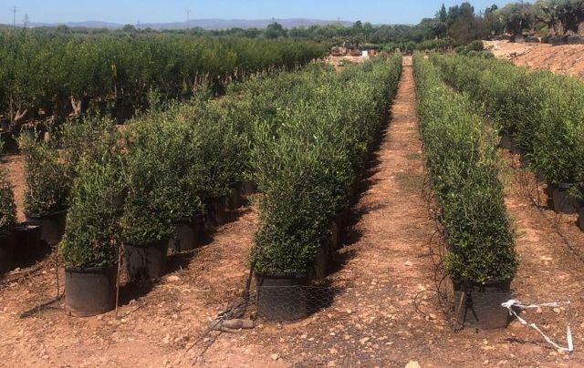 OLEA EUROPAEA ARBUSTIVO D15L-30CM HT80/100