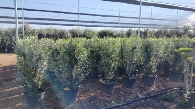 OLEA EUROPAEA D30L- 40 cm HT150/+