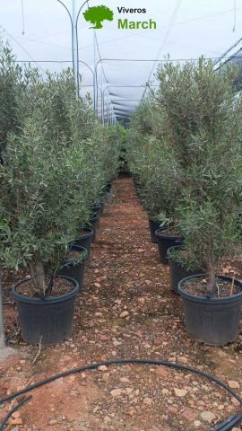 OLEA EUROPAEA D70L  HT165/+