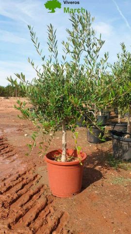 OLEA EUROPAEA BOLA 15L-30cm 8/10 HT80/100 1/4 tige