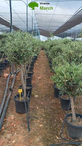 OLEA EUR. BOLA 1/4 TIGE D20L  TR12/14 HT80/100