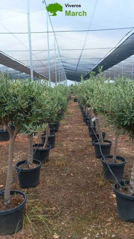 OLEA EUROPAEA BOLA D25L-35cm 14/16 HT130/150