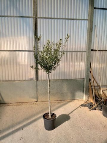 OLEA EUROPAEA C10L-25cm TR06/08 HT120/140