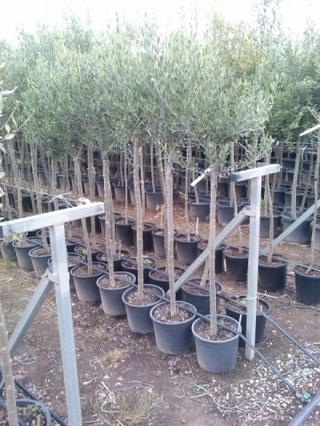OLEA EUROPAEA C10L-25cm TR08/10 HT120/140