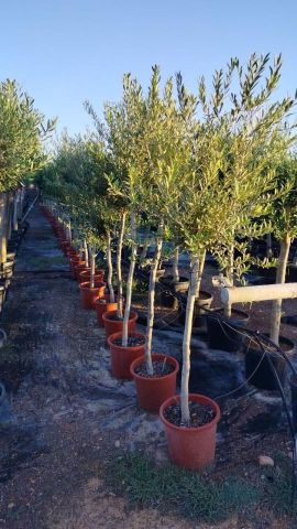 OLEA EUROPAEA C15L-D20L TR10/12 HT120/140