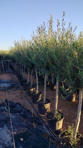 OLEA EUROPAEA D25L-37cm TR12/14 HT120/140