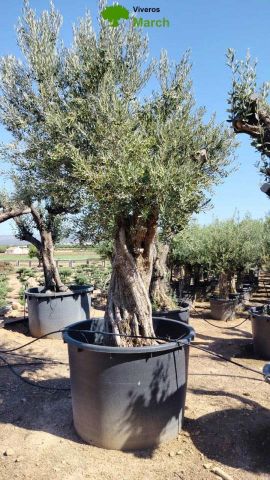 OLEA EUROPAEA 600L-1000L  120/140 HT250/300