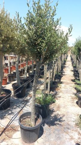 OLEA EUROPAEA D30L-40cm TR16/18 HT140/180