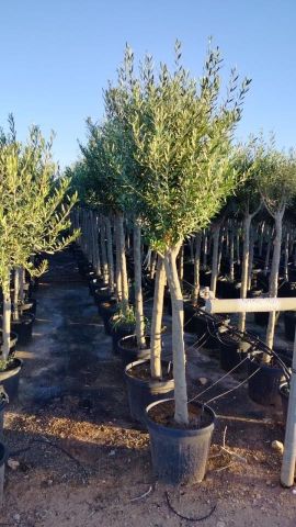 OLEA EUROPAEA D30L-40cm TR18/20 HT140/180
