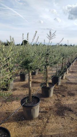 OLEA EUROPAEA D35L 18/20 HT160/180 Intensivo