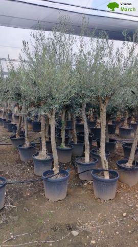 OLEA EUROPAEA C45L-50cm TR20/25 HT140/180