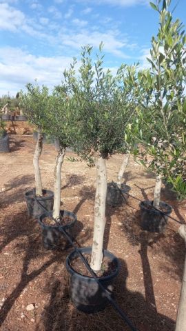OLEA EUROPAEA C35L-50cm 20/25 HT160/180 Intensivo