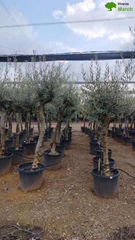 OLEA EUROPAEA C70L TR25/30 HT160/180