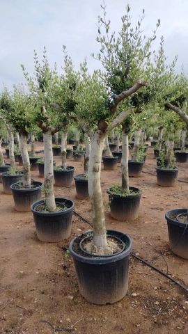 OLEA EUROPAEA C70-110L TR30/40 HT160/180