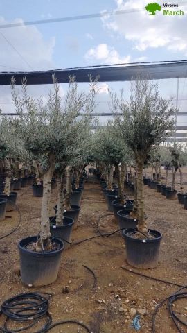 OLEA EUROPAEA C90L- TR30/40 HT160/180