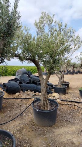 OLEA EUROPAEA C90-110L  40/50 HT160/180