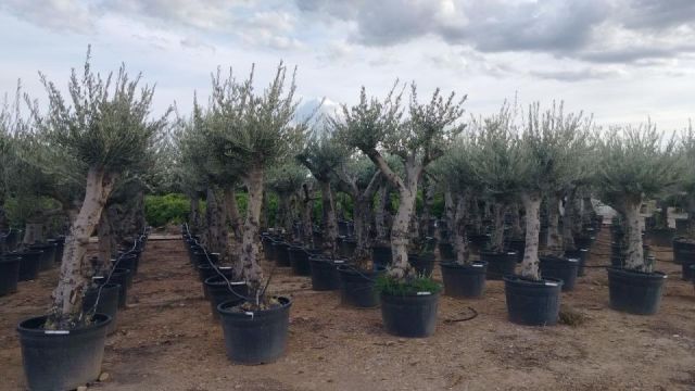 OLEA EUROPAEA C110-130L  40/50 HT160/180