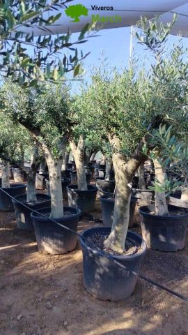 OLEA EUROPAEA - Tronco joven C90-110L 40/50 HT160/