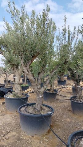 OLEA EUROPAEA - Tronco envejecido C130L 50/60 HT16