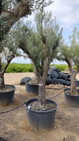 OLEA EUROPAEA - Tronco envejecido C130L 50/60 HT16