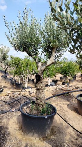 OLEA EUROPAEA - Tronco envejecido C130L 50/60 HT16