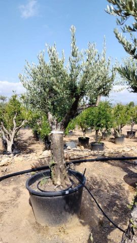 OLEA EUROPAEA - Tronco envejecido C130L 50/60 HT16