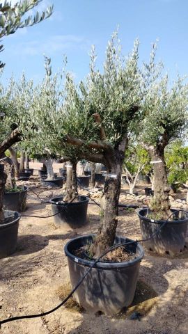 OLEA EUROPAEA - Tronco envejecido C130L 50/60 HT16