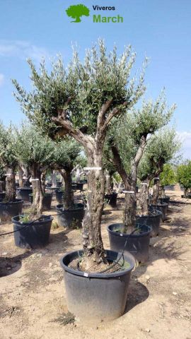 OLEA EUROPAEA - Tronco envejecido C130L 50/60 HT16