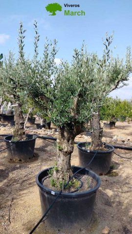 OLEA EUROPAEA - Tronco envejecido C130L 50/60 HT16
