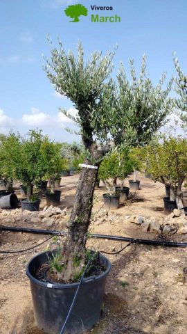 OLEA EUROPAEA - Tronco envejecido C130L 50/60 HT16