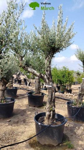 OLEA EUROPAEA - Tronco envejecido C130L 50/60 HT16