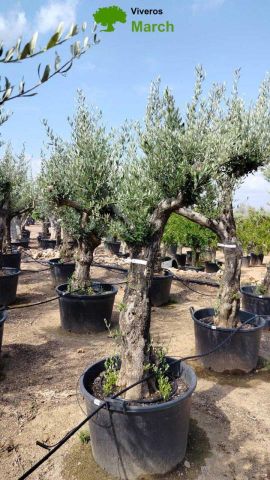 OLEA EUROPAEA - Tronco envejecido C130L 50/60 HT16