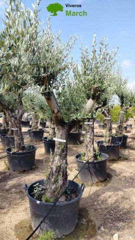 OLEA EUROPAEA - Tronco envejecido C130L 50/60 HT16