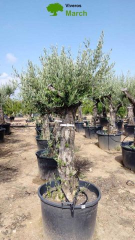 OLEA EUROPAEA - Tronco envejecido C130L 50/60 HT16