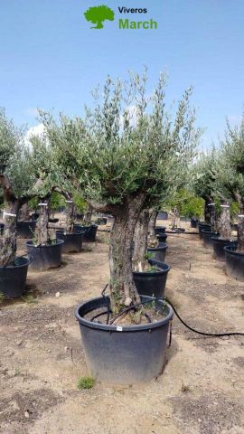 OLEA EUROPAEA - Tronco envejecido C130L/160L 50-60